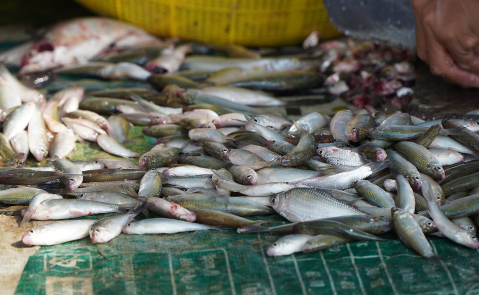 Cá linh có kích thước khá to với giá chỉ hơn 10.000 đồng/kg. (Ảnh: Nhựt An/TTXVN)