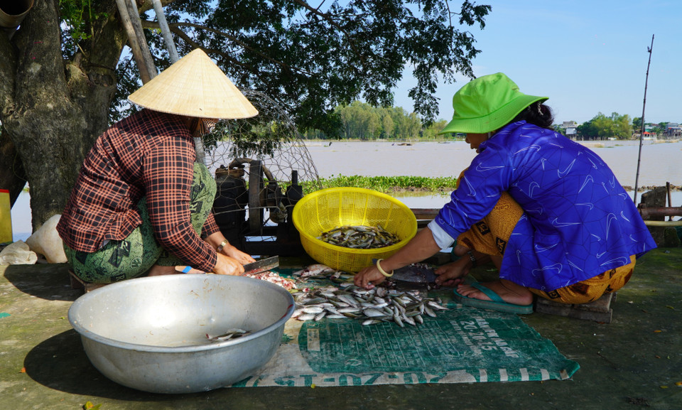 Người dân sơ chế cá linh bắt được trong mùa cá ra sông ở huyện Hồng Ngự, Đồng Tháp. (Ảnh: Nhựt An/TTXVN)