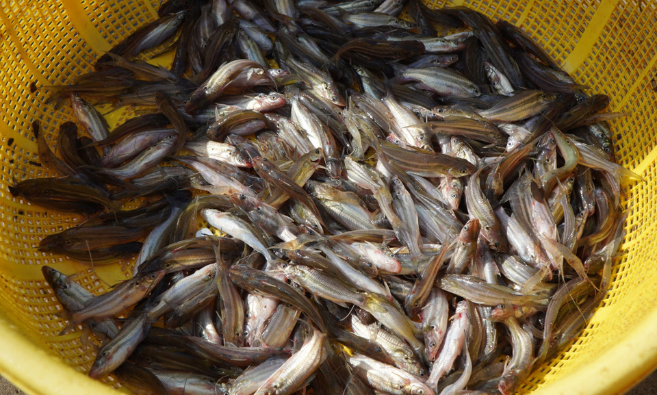 Cá chốt được thương lái thu mua với giá 40.000 đồng/kg. (Ảnh: Nhựt An/TTXVN)