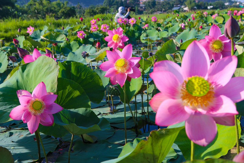 Những hồ sen trên địa bàn thành phố Đà Nẵng đang vào mùa hoa nở rộ, rực rỡ tưng bừng khoe sắc hồng thắm, dịu dàng lan tỏa mùi hương thơm ngát cả một vùng trời. (Ảnh: Trần Lê Lâm/TTXVN)