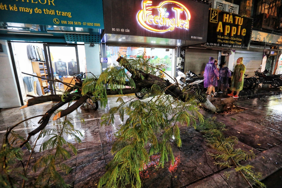 Cơn mưa lớn kèm gió to khiến cây đổ ngang đường trên phố Đội Cấn (Hà Nội). (Ảnh: Thành Đạt/TTXVN)