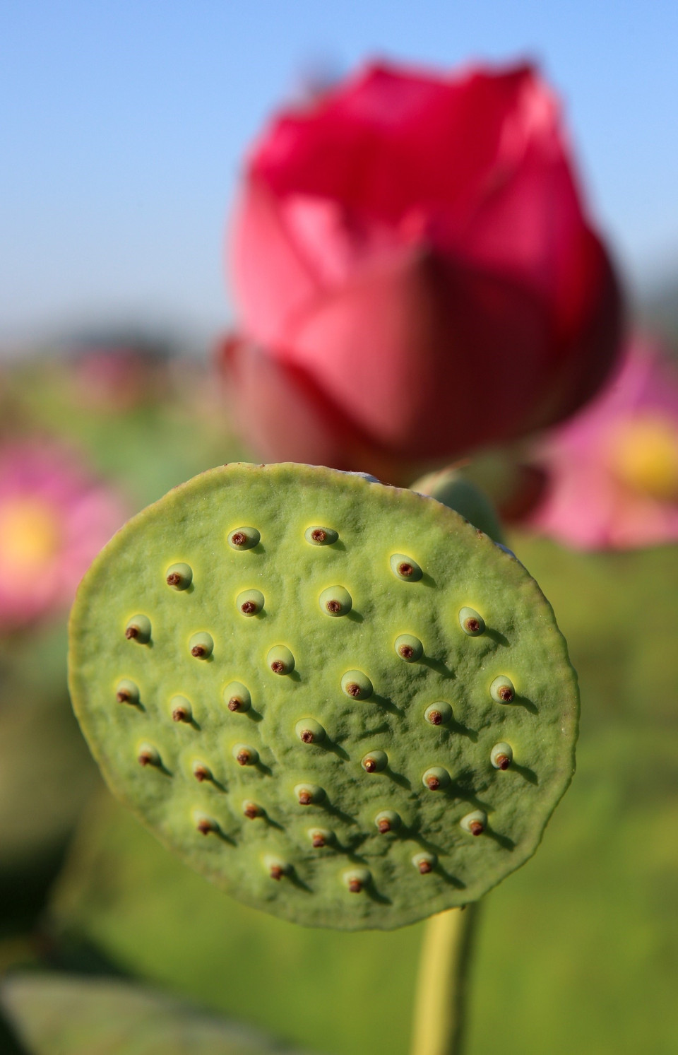 Các đài hoa chứa các hạt sen thơm ngon, bổ dưỡng. (Ảnh: Trần Lê Lâm/TTXVN)
