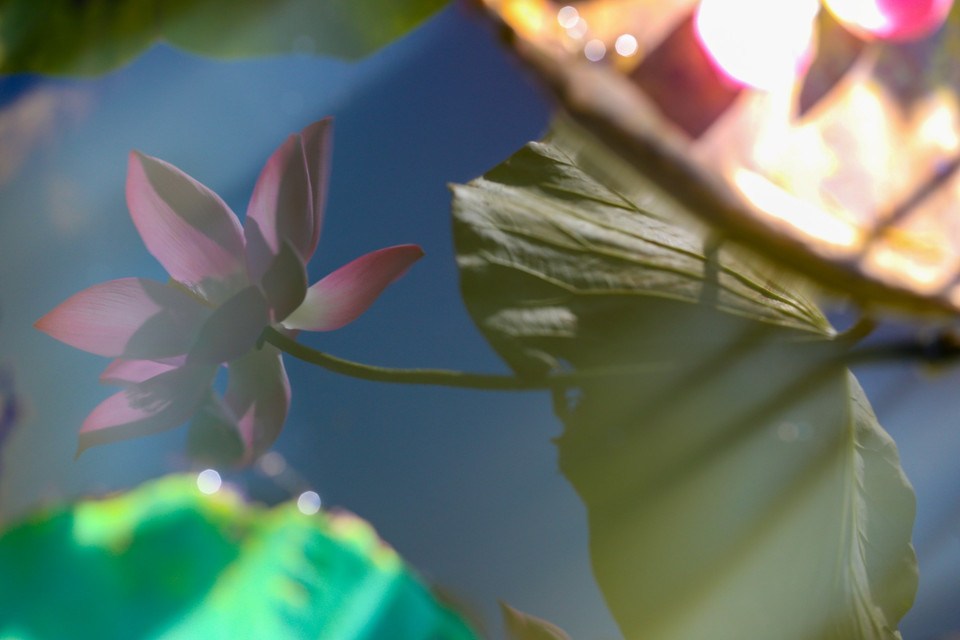 Hoa sen soi bóng, đẹp dịu dàng trong làng nước xanh biếc. (Ảnh: Trần Lê Lâm/TTXVN)