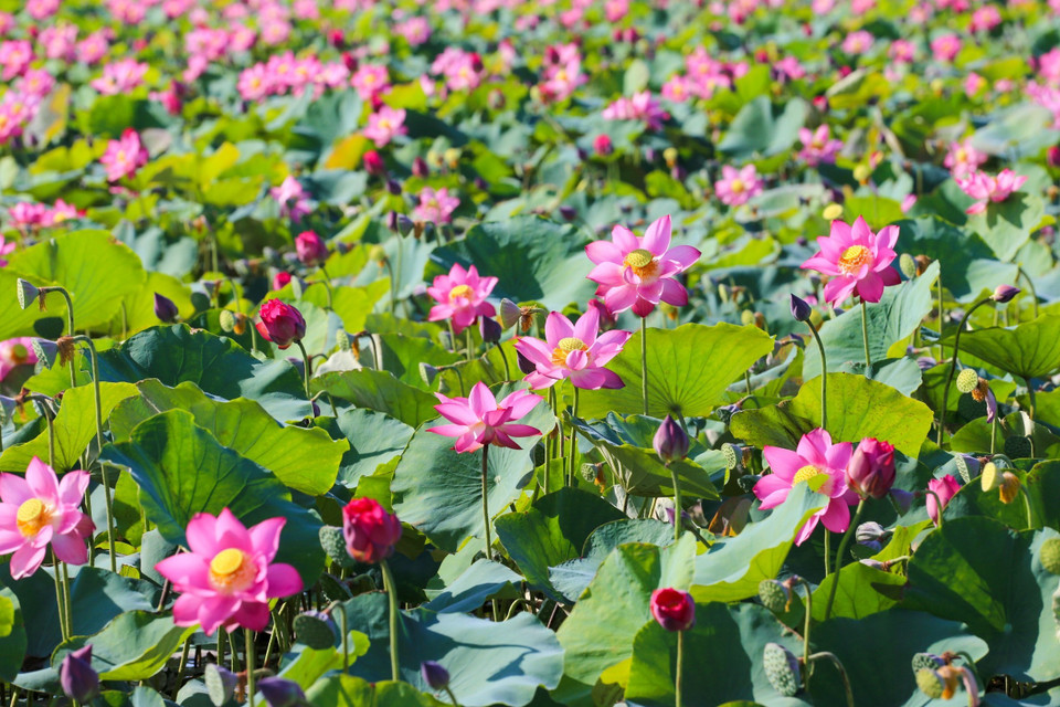 Hoa sen rực rỡ khoe sắc tại thành phố biển Đà Nẵng. (Ảnh: Trần Lê Lâm/TTXVN)