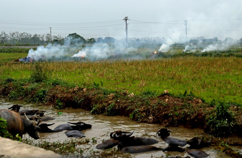 Đốt rơm rạ tại huyện Ứng Hòa, Hà Nội. (Ảnh: Ngọc Hà/ TTXVN)