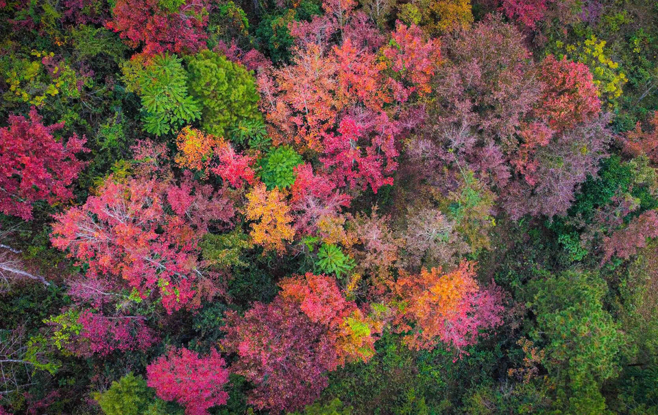 Cao Bằng có rất nhiều cây sau sau - một loài cây có lá chuyển màu đỏ, tím về mùa đông, gần giống lá cây phong ở châu Âu. Mỗi khi Đông đến, những cánh rừng nhuộm màu tím, đỏ, tạo nên một phong cảnh đẹp đến mê hồn. (Nguồn: TTXVN phát)