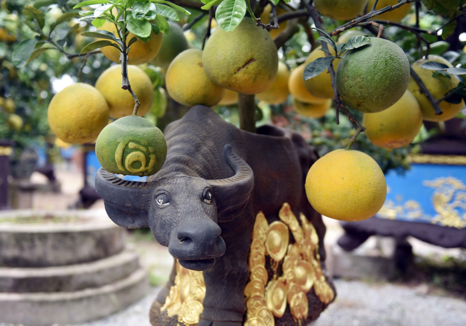 Trên cây 'Trâu cõng bưởi' được ghép hơn 30 quả bưởi, đặc biệt có quả có chữ Tài, tượng trưng cho tài lộc đầy đủ trong một năm. (Ảnh: Phạm Kiên/TTXVN)