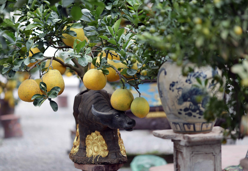 Sản phẩm 'Trâu cõng bưởi' này đã được người dân đặt mua từ sớm. (Ảnh: Phạm Kiên/TTXVN)