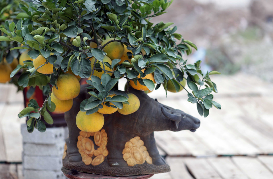 Sản phẩm 'Trâu cõng bưởi' này đã được người dân đặt mua từ sớm. (Ảnh: Phạm Kiên/TTXVN)