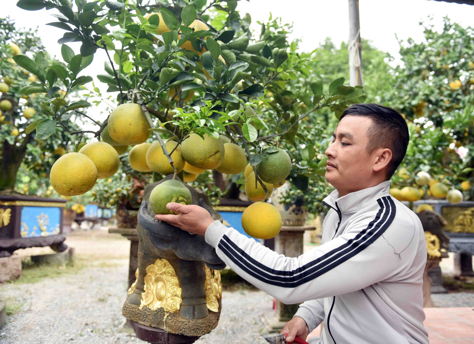 Mỗi cây 'trâu cõng bưởi' có giá dao động từ 7-10 triệu đồng. (Ảnh: Phạm Kiên/TTXVN)