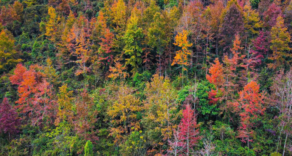Cao Bằng có rất nhiều cây sau sau - một loài cây có lá chuyển màu đỏ, tím về mùa đông, gần giống lá cây phong ở châu Âu. Mỗi khi Đông đến, những cánh rừng nhuộm màu tím, đỏ, tạo nên một phong cảnh đẹp đến mê hồn. (Nguồn: TTXVN phát)