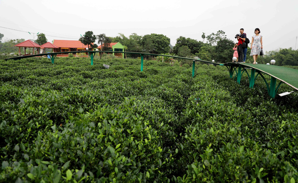 Đến với xã Tân Cương, Thái Nguyên, du khách có thể đi dạo trên cây cầu nổi giữa nương chè xanh biếc, cùng đội nón, đeo gùi đi hái chè cùng người dân bản địa. (Ảnh: Thanh Tùng/TTXVN)