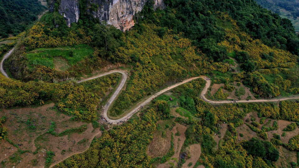 Mùa Đông, khi những vạt rừng hoa dã quỳ nở vàng rực rỡ cả núi đồi, rất nhiều du khách lạc lối quên về giữa vẻ đẹp hoang dại của núi rừng biên giới. (Nguồn: TTXVN phát)