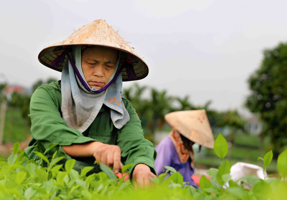 Du khách không chỉ trải nghiệm hoạt động sản xuất, chế biến và thưởng thức trà mà còn có thể hòa mình vào các hoạt động văn hóa, văn nghệ đặc sắc, đậm nét văn hóa của người Tày như hát dân ca, hát then. (Ảnh: Thanh Tùng/TTXVN)