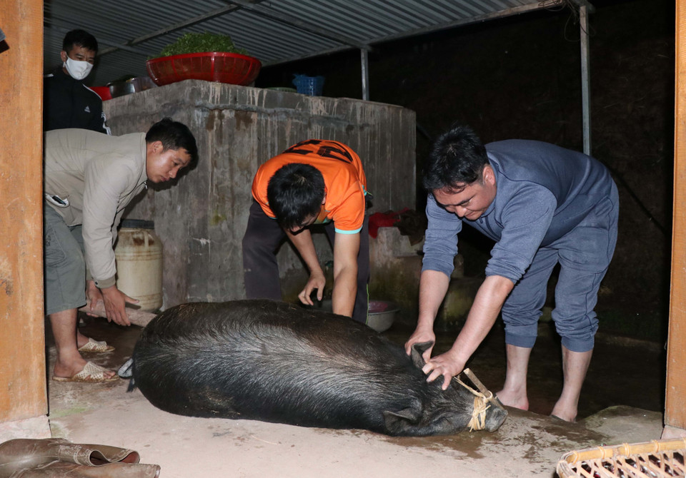 Sau khi kết thúc bữa ăn sáng với món bánh trôi, các gia đình sẽ tiến hành mổ lợn để lấy thịt làm mâm cỗ thực hiện các nghi thức cúng lễ và tạo nguồn thực phẩm dự trữ cho gia đình, chế biến thành các món ăn tiếp đãi khách trong những ngày Tết. (Ảnh: Xuân Tiến/TTXVN)