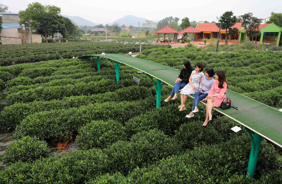 Hợp tác xã chè Hảo Đạt ở xã Tân Cương đã nhanh chóng nắm bắt xu hướng, mối quan tâm của du khách khi đến với Thái Nguyên là được tham quan, trải nghiệm tại các vùng chè. Do đó, cơ sở này đã tận dụng lợi thế sẵn có để xây dựng và đưa vào khai thác không gian văn hóa trà từ cuối năm 2019. (Ảnh: Thanh Tùng/TTXVN)