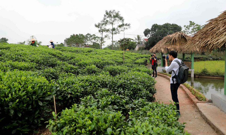 Không chỉ sản xuất, nhiều cơ sở đã tham gia hoạt động du lịch, đón khách, tạo ra điểm du lịch trải nghiệm văn hóa trà. (Ảnh: Thanh Tùng/TTXVN)