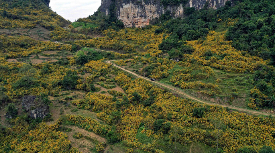 Mùa Đông, khi những vạt rừng hoa dã quỳ nở vàng rực rỡ cả núi đồi, rất nhiều du khách lạc lối quên về giữa vẻ đẹp hoang dại của núi rừng biên giới. (Nguồn: TTXVN phát)