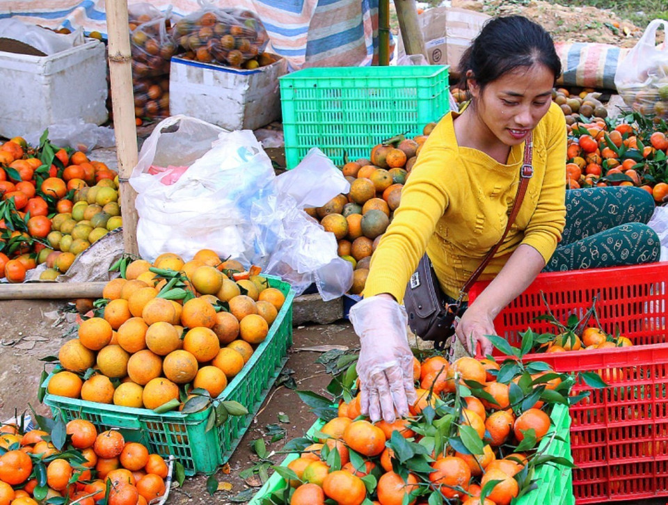 Cam Cao Phong chín rộ được bày bán tại khu vực chợ nông sản ven đường Quốc lộ 6 trên địa phận huyện Cao Phong, Hòa Bình. (Ảnh: Trọng Đạt/TTXVN)