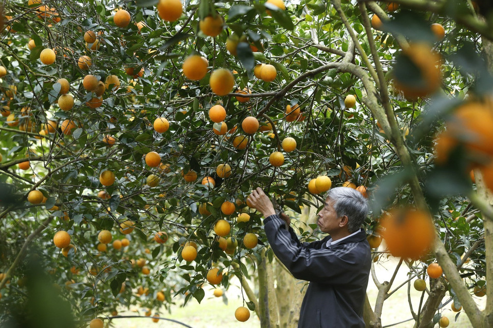 Cam Cao Phong đang vào mùa thu hoạch với những chùm quả vàng ươm trĩu cành. (Ảnh: Trọng Đạt/TTXVN)