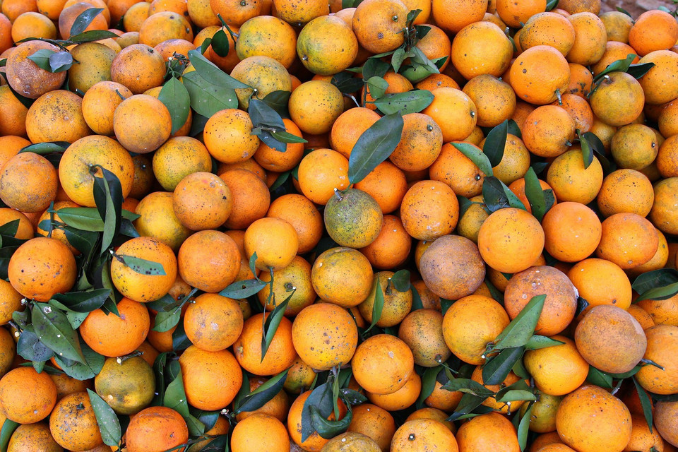 Cam Cao Phong được bày bán khắp các cửa hàng tại thị trấn huyện Cao Phong. (Ảnh: Trọng Đạt/TTXVN)