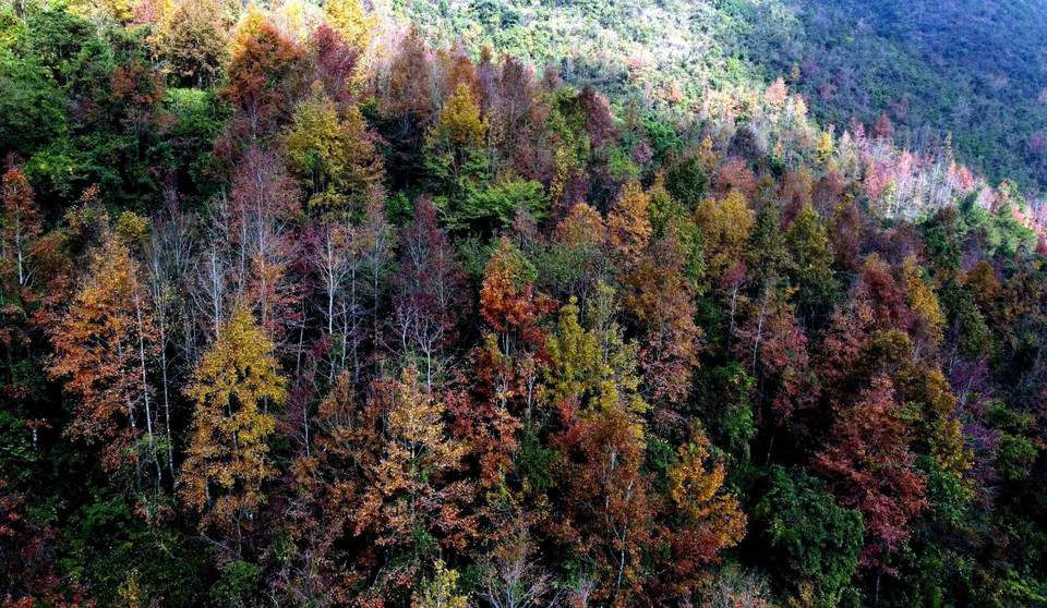 Cao Bằng có rất nhiều cây sau sau - một loài cây có lá chuyển màu đỏ, tím về mùa đông, gần giống lá cây phong ở châu Âu. Mỗi khi Đông đến, những cánh rừng nhuộm màu tím, đỏ, tạo nên một phong cảnh đẹp đến mê hồn. (Nguồn: TTXVN phát)