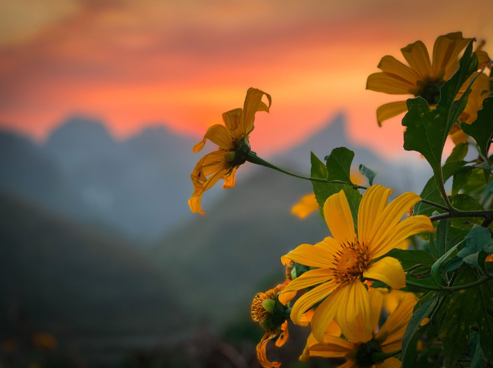 Vẻ đẹp hoang dại của hoa dã quỳ. (Nguồn: TTXVN phát)