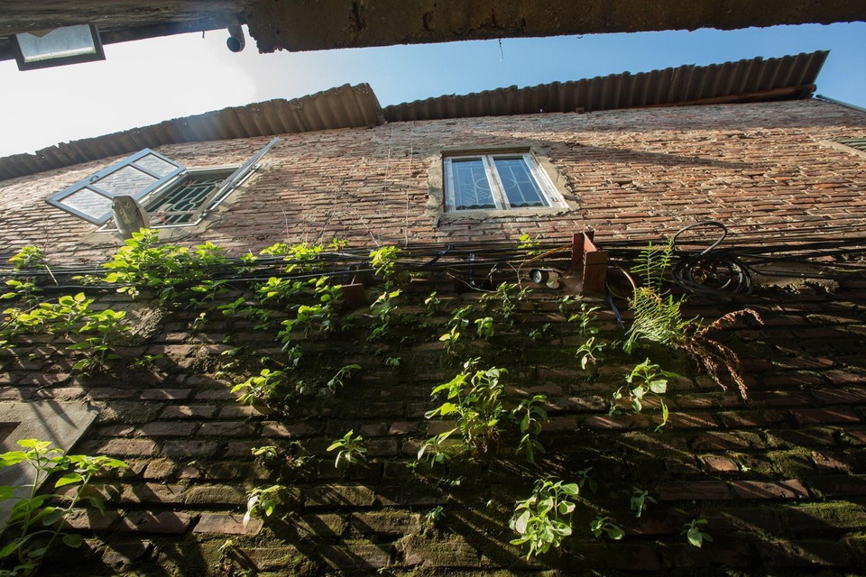 Những bức tường gạch rêu phong đầy dương xỉ, những ô cửa sổ màu xanh trên các con ngõ nhỏ ở làng cổ Bát Tràng luôn mang đến những cảm giác an yên và hoài niệm. (Ảnh: Trọng Đạt/TTXVN)