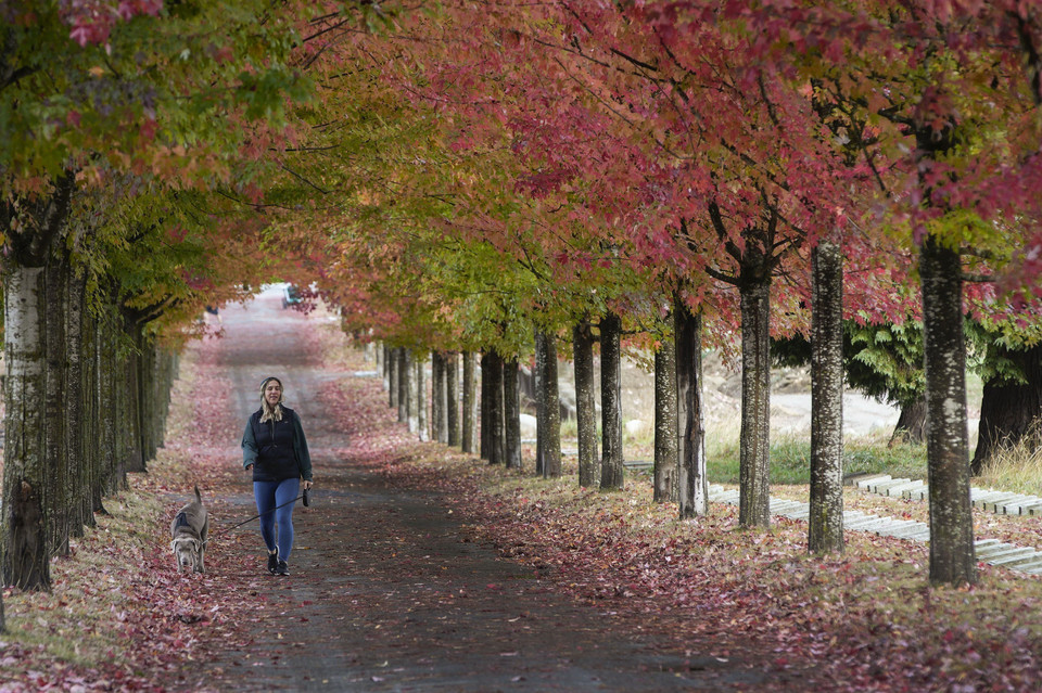 Người dân đi dạo dưới tán lá Thu ở Vancouver, Canada, ngày 26/10/2022. (Ảnh: THX/TTXVN)