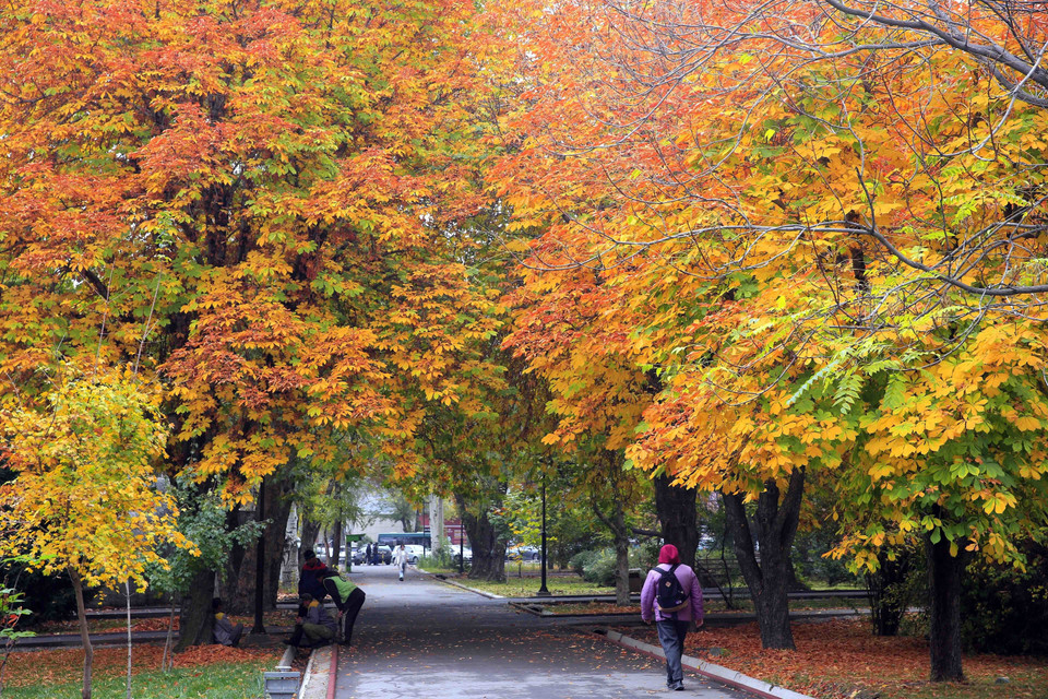 Lá thu nhuộm vàng công viên tại Bishkek, Kyrgyzstan, ngày 24/10/2022. (Ảnh: THX/TTXVN)