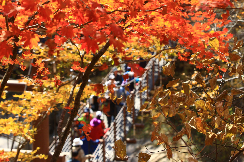 Những tán lá chuyển màu vàng và đỏ khi Thu sang, tại Seoul, Hàn Quốc, ngày 22/10/2022. (Ảnh: Yonhap/TTXVN)