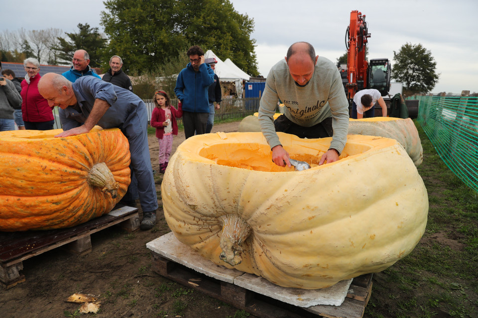 Cuộc đua chèo thuyền bí ngô diễn ra ở Kasterlee, Bỉ vào mùa Halloween. Những trái bí ngô khổng lồ nặng từ 100kg được khoét rỗng thành những chiếc thuyền vừa đủ cho một người ngồi. Các tay đua sẽ cố gắng giữ cho thuyền của mình không bị chìm giữa đường và nhanh chóng cán đích. Trong ảnh: Người dân làm những chiếc thuyền từ bí ngô để tham gia cuộc đua tại Kasterlee, Bỉ, ngày 23/10/2022. (Ảnh: THX/TTXVN)