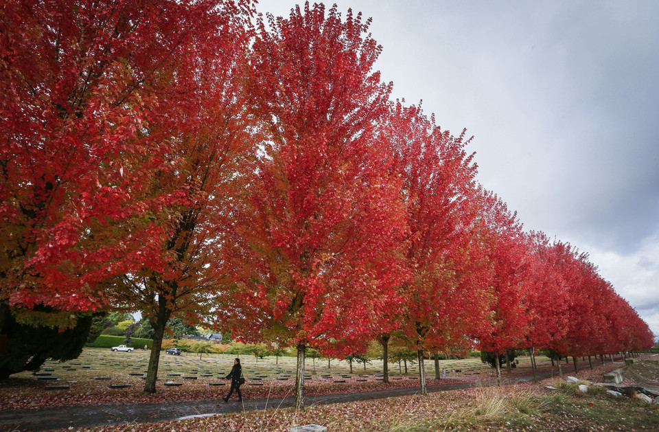 Lá Thu đỏ rực tại Vancouver, Canada, ngày 26/10/2022. (Ảnh: THX/TTXVN)