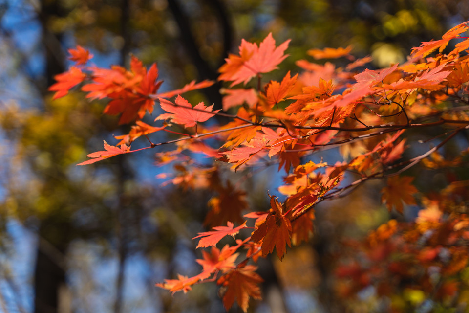 Lá cây rực đỏ trong tiết thu ở Vladivostok, Nga ngày 12/10/2022. (Ảnh: THX/TTXVN)
