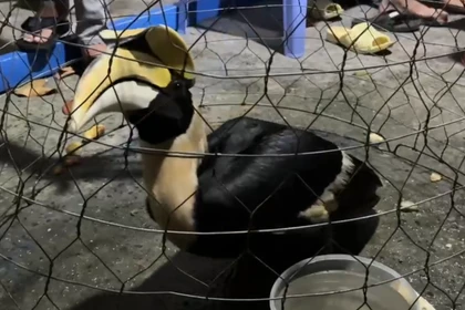 Bắt được chim lạ, nghi là Hồng hoàng quý hiếm ở Thành phố Hồ Chí Minh 