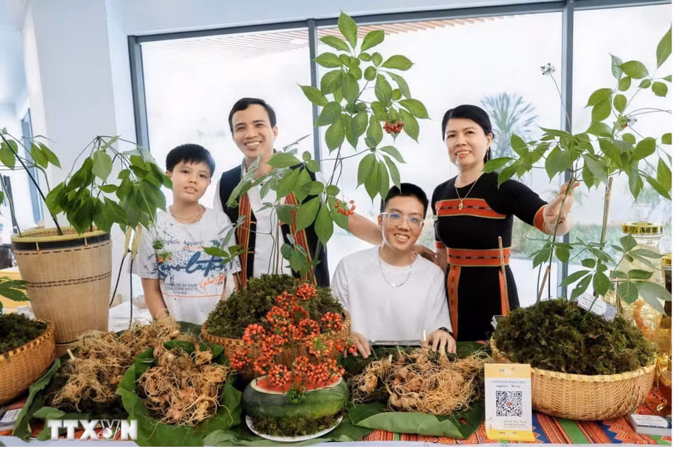 Giới thiệu và quảng bá sâm Ngọc Linh tại Lễ hội Sâm Ngọc Linh và Dược liệu quốc tế Đà Nẵng 2026. (Ảnh: Trần Tĩnh/TTXVN)