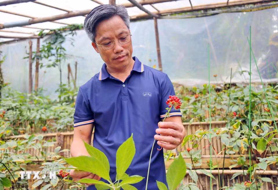 Hoa sâm Ngọc Linh chín đỏ đến mùa thu hoạch.(Ảnh: Trần Tĩnh/TTXVN)
