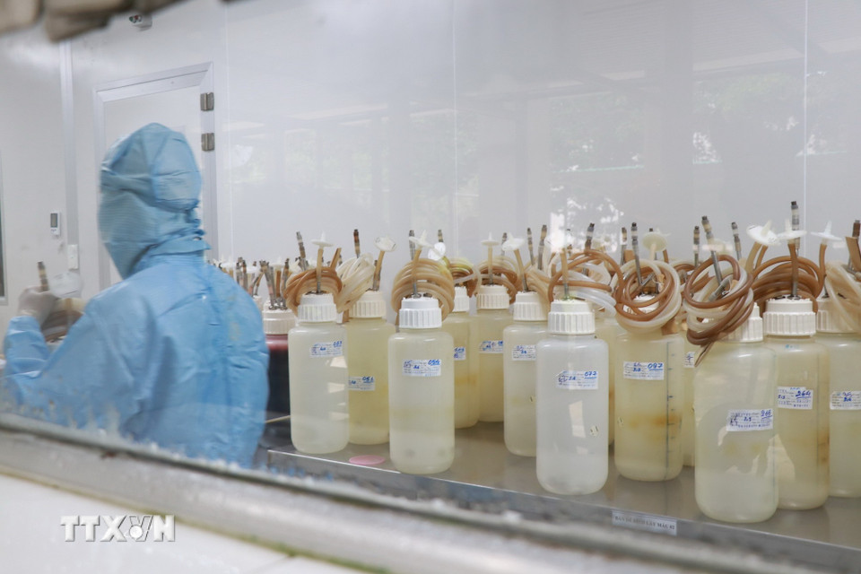 Quy trình tạo ra huyết thanh ngựa để làm nên các loại huyết thanh kháng một số bệnh được đảm bảo vô trùng 100%. (Ảnh: Phan Sáu/TTXVN)