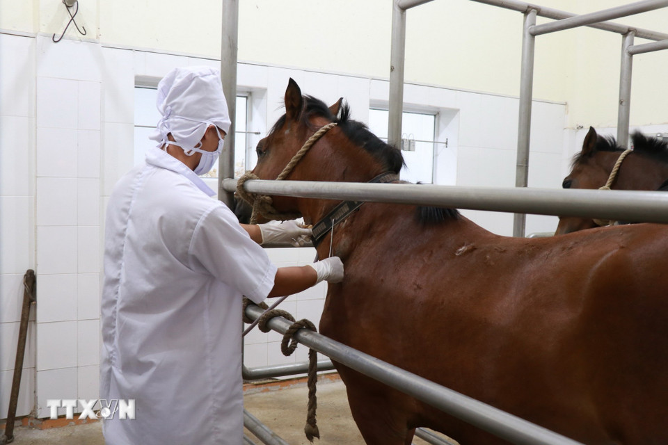 Ngựa được nhân viên lấy máu khi đảm bảo đủ tiêu chuẩn sau khi tiêm kháng nguyên/vaccine vào ngựa. (Ảnh: Phan Sáu/TTXVN)