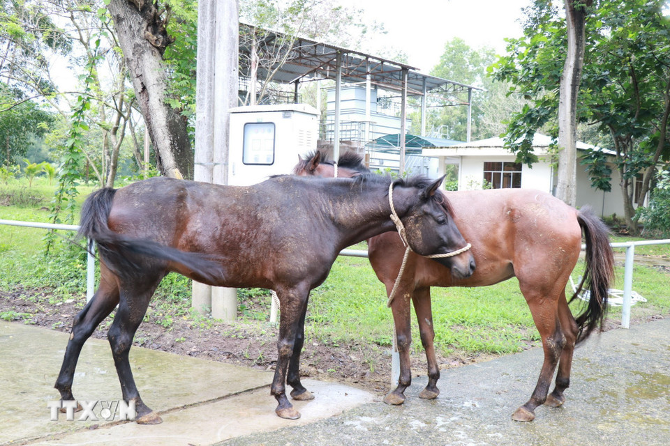 Sau khi được lấy máu, ngựa sẽ có thời gian nghỉ ngơi, chăm sóc đặc biệt để phục hồi sức khỏe. (Ảnh: Phan Sáu/TTXVN)