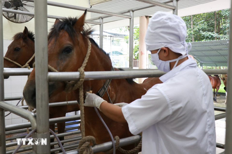 Ngựa được nhân viên ở Trại chăn nuôi Suối Dầu thực hiện quy trình lấy máu, phục vụ công tác tách chiết huyết thanh. (Ảnh: Phan Sáu/TTXVN)