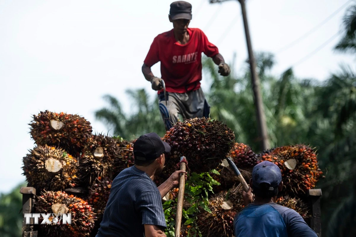 Xung Đột Trung Đông Đẩy Chi Phí Xuất Khẩu Dầu Cọ Indonesia Tăng 50%