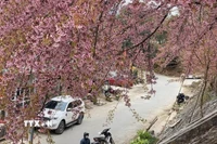 Hoa mai anh đào nở rộ khắp các nẻo đường ở Lũng Cú (Tuyên Quang), thu hút du khách. (Ảnh: TTXVN phát.)