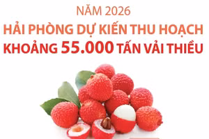 Năm 2026: Hải Phòng dự kiến thu hoạch khoảng 55.000 tấn vải thiều