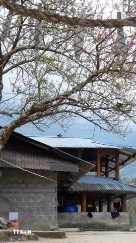 Hoa đào khoe sắc tại các homestay ở Sin Suối Hồ. (Ảnh: Nguyễn Oanh/TTXVN)