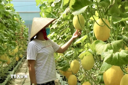 Mô hình trồng dưa lưới trong nhà màng tại An Giang cho năng suất ổn định, chất lượng đồng đều. (Ảnh: Thanh Sang/TTXVN)