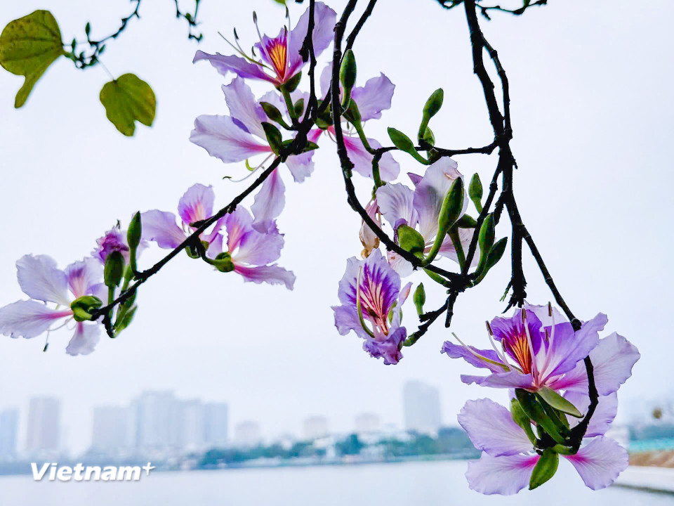 Dải màu tím phơn phớt hồng của hoa ban vùng Tây Bắc đang khoe sắc trong tiết trời hơi se se lạnh của mùa xuân Hà Nội. (Ảnh: Trần Hương Sơn/Vietnam+)