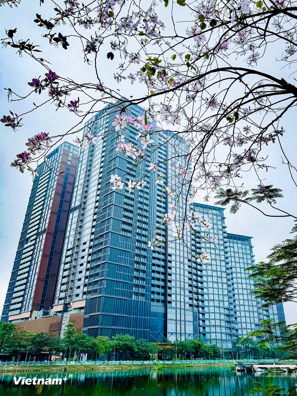 Giữa tiết trời Xuân dịu nhẹ, từng chùm hoa ban bung cánh, khoe vẻ đẹp thuần khiết. (Ảnh: Trần Hương Sơn/Vietnam+)