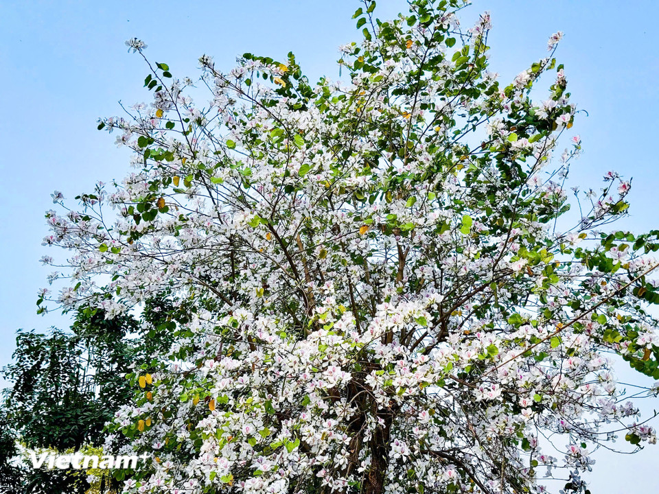 Hoa ban Hà Nội thời điểm này đang trở nên lãng mạn hơn khi quyện lẫn với sắc tím, hồng và trắng. (Ảnh: Trần Hương Sơn/Vietnam+)