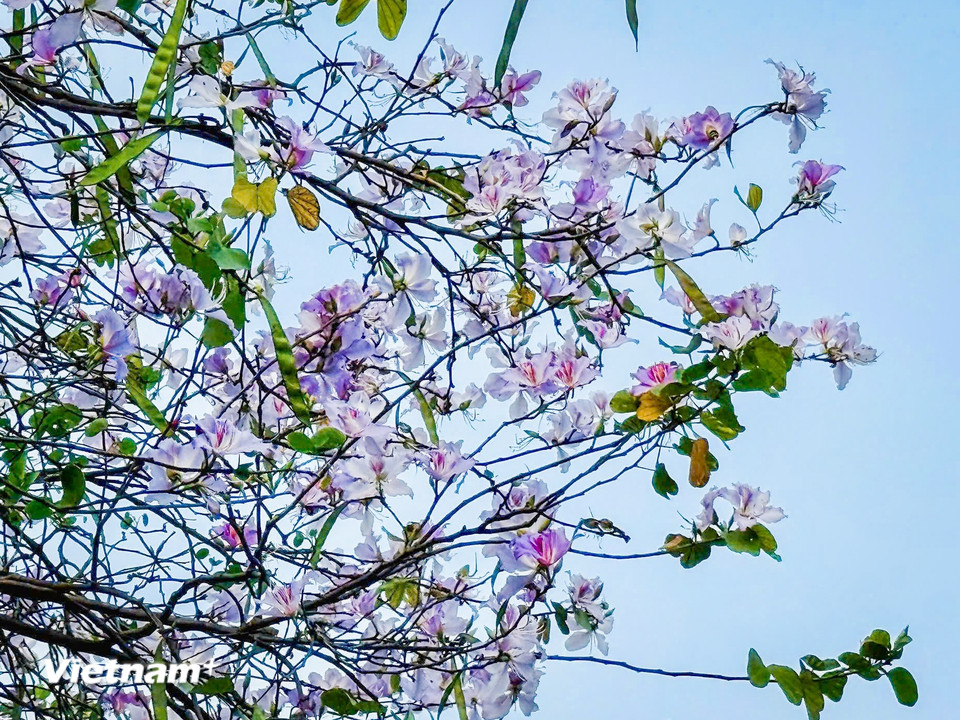 Hoa ban tím ven hồ tỏa sắc khắp ven Hồ Tây trên cung đường Thanh Niên, Nguyễn Đình Thi, Trích Sài, Vệ Hồ, Quảng An, Quảng Bá, Quan Hoa... (Ảnh: Trần Hương Sơn/Vietnam+)